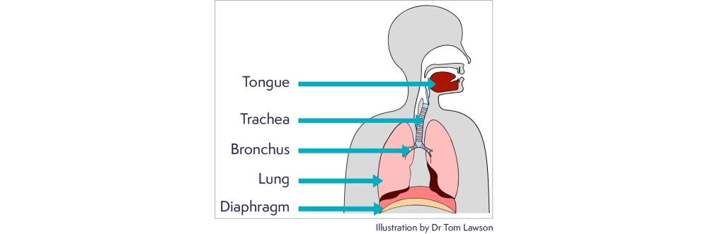 Your airway image