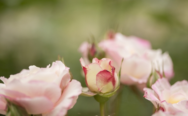 Image of pink roses